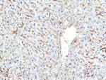 MERTK Antibody in Immunohistochemistry (Paraffin) (IHC (P))
