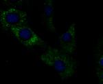 GRP94 Antibody in Immunocytochemistry (ICC/IF)