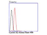 Cyclin A2 Antibody in Flow Cytometry (Flow)