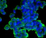 Cyclin A2 Antibody in Immunocytochemistry (ICC/IF)