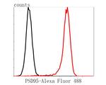 PSD-95 Antibody in Flow Cytometry (Flow)