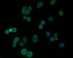 PSD-95 Antibody in Immunocytochemistry (ICC/IF)
