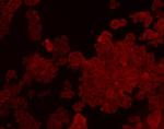 Claudin 7 Antibody in Immunocytochemistry (ICC/IF)