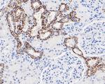 Claudin 7 Antibody in Immunohistochemistry (Paraffin) (IHC (P))