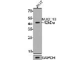 NUDT19 Antibody in Western Blot (WB)
