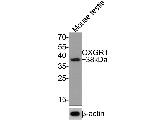 OXGR1 Antibody in Western Blot (WB)