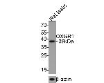 OXGR1 Antibody in Western Blot (WB)