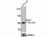 VDP Antibody in Western Blot (WB)