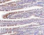 TMF1 Antibody in Immunohistochemistry (Paraffin) (IHC (P))