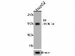 TMF1 Antibody in Western Blot (WB)