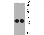 HLA-DMB Antibody in Western Blot (WB)