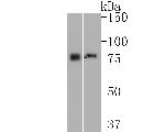 CD84 Antibody in Western Blot (WB)