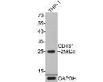 CD161 Antibody in Western Blot (WB)