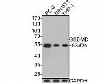 GSDMD Antibody in Western Blot (WB)