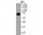 AMPK alpha-2 Antibody in Western Blot (WB)