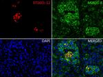 Insulin Antibody in Immunohistochemistry (Paraffin) (IHC (P))