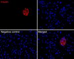 Insulin Antibody in Immunohistochemistry (Paraffin) (IHC (P))