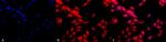 HSF1 Antibody in Immunocytochemistry (ICC/IF)