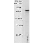 HSP90 alpha Antibody in Western Blot (WB)