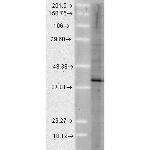 AHA1 Antibody in Western Blot (WB)