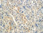 alpha-ENaC Antibody in Immunohistochemistry (IHC)