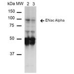 alpha-ENaC Antibody in Western Blot (WB)