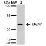 ERp57 Antibody in Western Blot (WB)