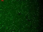 HCN1 Antibody in Immunohistochemistry (Paraffin) (IHC (P))