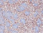HCN2 Antibody in Immunohistochemistry (PFA fixed) (IHC (PFA))