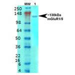 mGluR1/mGluR5 Antibody in Western Blot (WB)