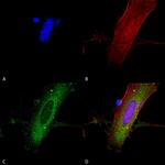 NMDAR2A Antibody in Immunocytochemistry (ICC/IF)