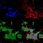 Spectrin beta-4 Antibody in Immunocytochemistry (ICC/IF)