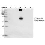 Dityrosine Antibody in Western Blot (WB)