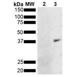 Metallothionein Antibody in Western Blot (WB)