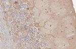 GAD65/GAD67 Antibody in Immunohistochemistry (Paraffin) (IHC (P))