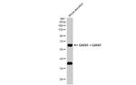 GAD65/GAD67 Antibody in Western Blot (WB)