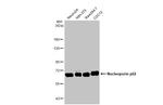 NUP62 Antibody in Western Blot (WB)