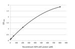 African Swine Fever Virus Structural Protein p54 Antibody in ELISA (ELISA)