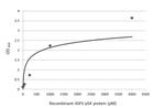 African Swine Fever Virus Structural Protein p54 Antibody in ELISA (ELISA)