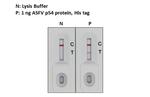 African Swine Fever Virus Structural Protein p54 Antibody in Lateral Flow (LF)