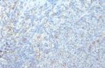 RGS1 Antibody in Immunohistochemistry (Paraffin) (IHC (P))