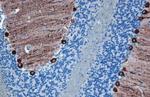 IP3 Receptor 1 Antibody in Immunohistochemistry (Paraffin) (IHC (P))