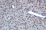 hnRNP A2B1 Antibody in Immunohistochemistry (Paraffin) (IHC (P))