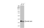 hnRNP A2B1 Antibody in Western Blot (WB)