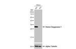 HO-1 Antibody in Western Blot (WB)