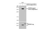 HO-1 Antibody in Western Blot (WB)