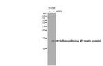 Influenza A M2 Antibody in Western Blot (WB)