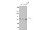 TCF3 Antibody in Western Blot (WB)