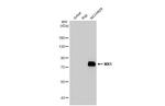 MX1 Antibody in Western Blot (WB)