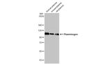 Plasminogen Antibody in Western Blot (WB)